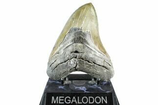Serrated, Fossil Megalodon Tooth - North Carolina #368429