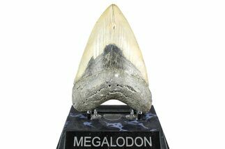 Fossil Megalodon Tooth - North Carolina #368432