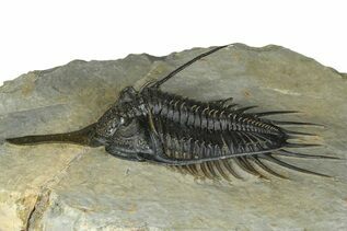 Trilobite Fossils For Sale
