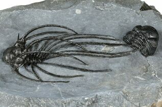Fossils For Sale