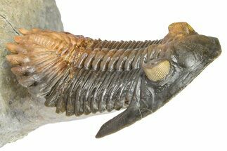 Multi-Toned Hollardops Trilobite With Orange Eyes #368581