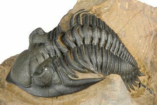 Chocolate-Brown Metacanthina Trilobite - Lghaft, Morocco #368582