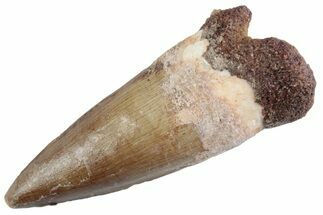 Fossil Spinosaurus Tooth - Real Dinosaur Tooth #368048