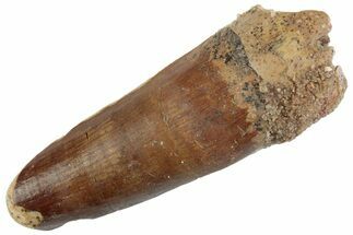 Fossil Spinosaurus Tooth - Feeding Worn Tooth #368066
