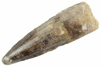 Fossil Spinosaurus Tooth - Real Dinosaur Tooth #368083