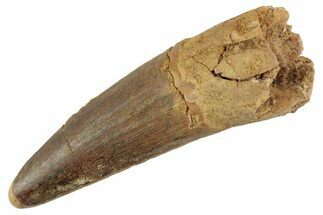 Fossil Spinosaurus Tooth - Feeding Worn Tooth #368125