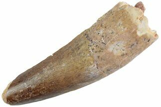 Fossil Spinosaurus Tooth - Feeding Worn Tooth #368133