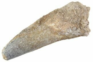 Fossil Spinosaurus Tooth - Feeding Worn Tooth #368145