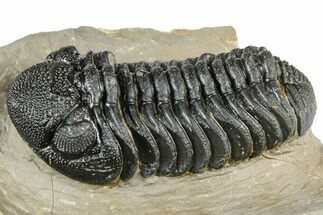 Detailed Phacopid (Morocops) Trilobite - Foum Zguid, Morocco #363149