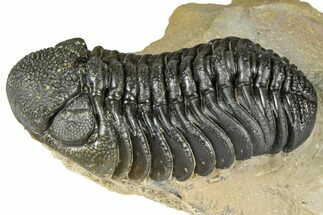 Detailed Phacopid (Morocops) Trilobite - Foum Zguid, Morocco #363150
