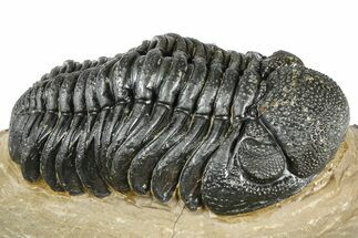 Detailed Phacopid (Morocops) Trilobite - Foum Zguid, Morocco #363151
