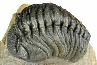 Detailed Phacopid (Morocops) Trilobite - Foum Zguid, Morocco #363157