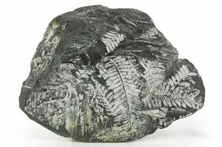 Fossil Seed Fern (Alethopteris) Plate - Pennsylvania #368712