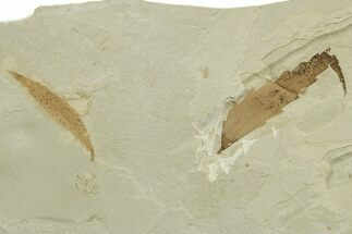 Fossil Leaf (Cedrelospermum & Rhus) Plate - Utah #368730