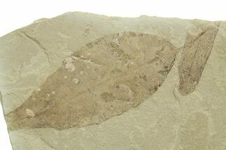 Fossil Leaf (Allophylus & Caesalpinia) Plate - Utah #368733