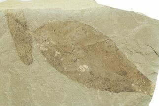 Fossil Leaf (Allophylus & Caesalpinia) Plate - Utah #368734