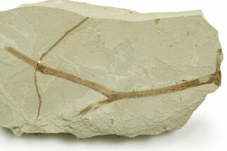 Fossil Horsetail (Equisetum) Stalk - Green River Formation, Utah #368736
