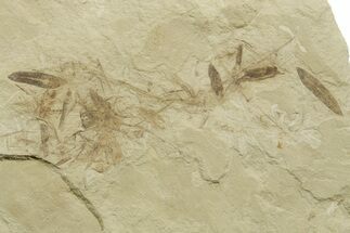 Multiple Fossil Leaf Plate - Green River Formation, Utah #368737