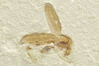 Detailed Fossil Weevil (Snout Beetle) - Green River Formation #368750