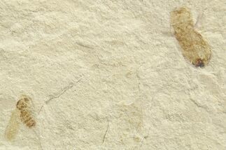 Eocene Fossil Cricket and Fly - Green River Formation #368753