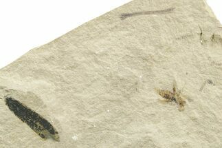 Eocene Fossil Cricket and Mimosite Leaf - Green River Formation #368756