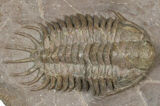 Crotalocephalus Trilobite - Jorf, Morocco #368601