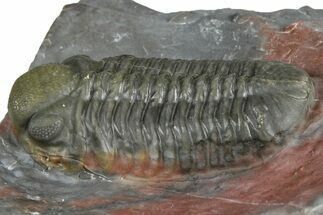 Prone Morocops Trilobite Fossil - Jorf, Morocco #368606