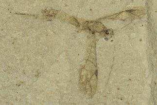 Fossil Wasp (Hymenoptera) with Preserved Ovipositor - Utah #368765