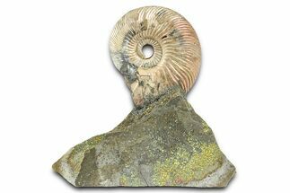 Iridescent Pyritized Ammonite (Quenstedticeras) Fossil Display #368839