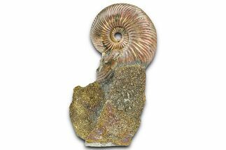 Iridescent Pyritized Ammonite (Quenstedticeras) Fossil Display #368848