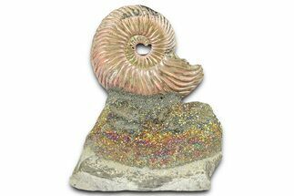 Iridescent Pyritized Ammonite (Quenstedticeras) Fossil Display #368852