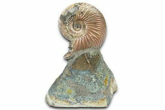 Iridescent Pyritized Ammonite (Quenstedticeras) Fossil Display #368853