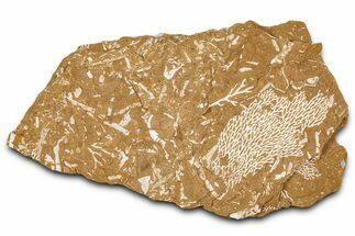 Ordovician Kukersite Oil Shale with Bryozoan Fossils - Russia #368949