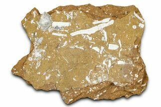 Ordovician Kukersite Oil Shale with Bryozoan Fossils - Russia #368952