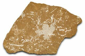 Ordovician Kukersite Oil Shale with Bryozoan Fossils - Russia #368958