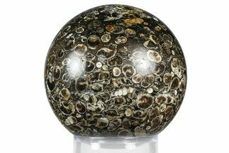 Polished Freshwater Snails (Elimia) In Limestone Sphere - Wyoming #369038