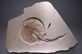 Fossils For Sale