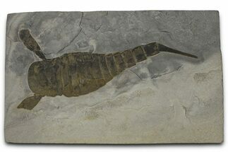 Eurypterus (Sea Scorpion) Fossil - New York #369259