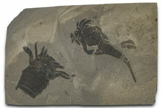 Fossil Eurypterus (Sea Scorpion) Multiple - New York #369274