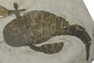 Eurypterus (Sea Scorpion) Fossil - New York #369286