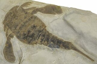 Eurypterus (Sea Scorpion) Fossil - New York #369309
