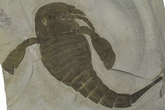 Eurypterus (Sea Scorpion) Fossil - New York #369311
