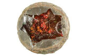Ethiopian Chocolate Opal Nodule - Yita Ridge #369139