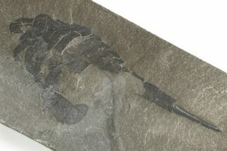 Bargain, Eurypterus (Sea Scorpion) Fossil - New York #369318