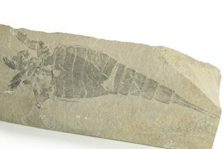 Eurypterus (Sea Scorpion) Fossil - New York #369331