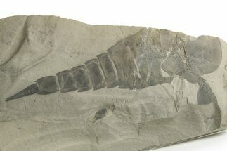 Bargain, Eurypterus (Sea Scorpion) Fossil - New York #369334