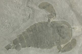 Bargain, Eurypterus (Sea Scorpion) Fossil - New York #369338