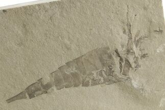 Bargain, Eurypterus (Sea Scorpion) Fossil - New York #369340