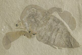 Bargain, Eurypterus (Sea Scorpion) Fossil - New York #369347