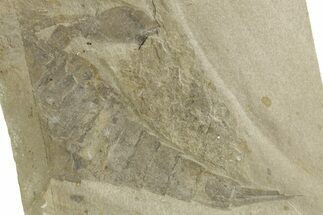 Bargain, Eurypterus (Sea Scorpion) Fossil - New York #369351
